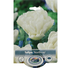 Тюльпан Simple Pleasures Northcap 8 шт