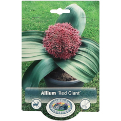 Лук Simple Pleasures Red Giant 5 шт