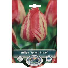 Тюльпан Simple Pleasures Spryng Break 8 шт