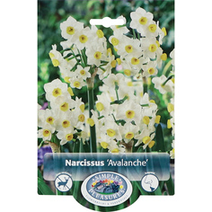 Нарцисс Simple Pleasures Avalanche 5 шт