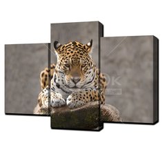 Картина модульная, 95х65 см, 3 модуля, Q-224