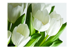 Репродукция Белые тюльпаны Hoff