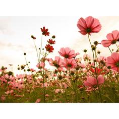 Фотообои флизелиновые «Полевые цветы» 370х270 см МОСКОВСКАЯ ОБОЙНАЯ ФАБРИКА