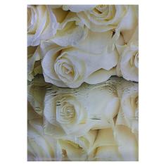Фотообои бумажные «Белые розы» 368x254 см Postermarket