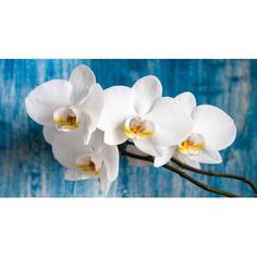 Фотообои «Орхидея» 200х370 см МОСКОВСКАЯ ОБОЙНАЯ ФАБРИКА