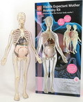 Анатомический набор Edu toys MK064 (органы, скелет 56см, беременная жен.)