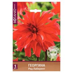 Клубень Георгины Ред Лабиринт 7 ЦВЕТОВ