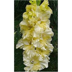 Луковицы Гладиолуса Патронс Оф Зе Центури 7 шт