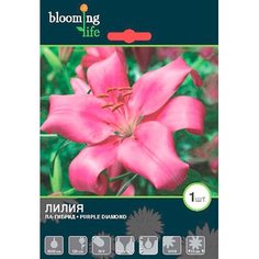 Луковицы Лилия Перпл Даймонд 7 ЦВЕТОВ