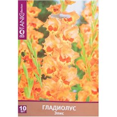 Луковицы Гладиолуса Botanic Collection Элис 10 шт 7 ЦВЕТОВ