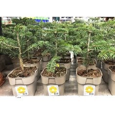 Растение Пихта Нордмана С2 H20-30 7 ЦВЕТОВ