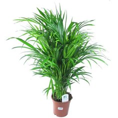 Растение Арека Хризалидокарпус 50 см 7 ЦВЕТОВ