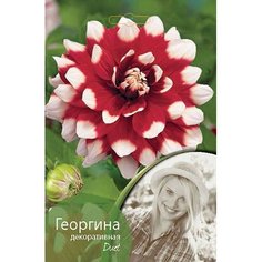 Клубень Георгины Дуэт 402397