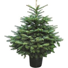 Растение Пихта Нордмана Премиум С18 H100 7 ЦВЕТОВ