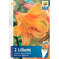 Луковицы Лилия Африкан Квин 7 ЦВЕТОВ