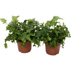 Растение Флебодиум Николас Даймонд 25 см 7 ЦВЕТОВ