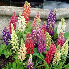 Корневища Люпина микс 3 шт 7 ЦВЕТОВ