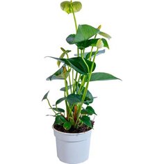 Растение Антуриум 25 см 7 ЦВЕТОВ