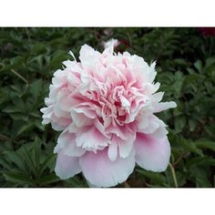 Растение Пион травянистый 7 ЦВЕТОВ