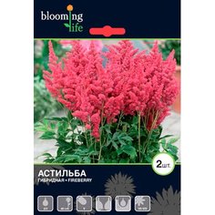 Корневища Астильба Фаерберри 2 шт 7 ЦВЕТОВ