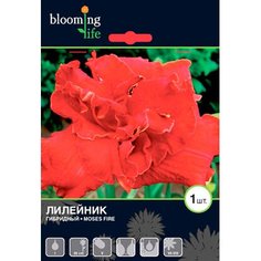 Корневища Лилейник махровый 7 ЦВЕТОВ