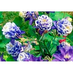 Корневища Аквилегия Винки Дабл Блю энд Уайт 1 шт 7 ЦВЕТОВ