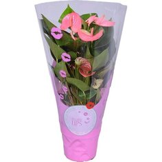 Растение Антуриум Пандола 60 см D17 см