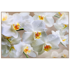 Фотообои фотообои 196х134см Белая орхидея, арт.191