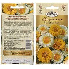 Семена Цветы, Хризантема, Волшебные шары, 0.2 г, цветная упаковка, ЭлитАгро