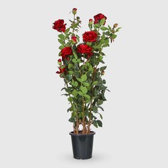 Роза Tianjin в кашпо красная искусственная, 137 см