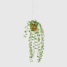 Плющ Конэко-О ампельный с мелким листом из латекса, высота 60 см, в кашпо 14х14х12 см