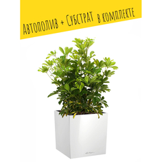 Товары для дачи и сада Lechuza Напольное кашпо с автополивом Cube 30 с субстратом 30х29.5х29.5 см 12 л