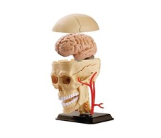 Наборы для опытов и экспериментов Edu-Toys Анатомический набор череп
