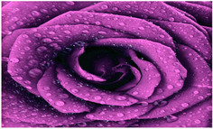 Хозяйственные товары JoyArty Коврик придверный в прихожую Роза в росе 75x45 см