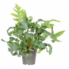 Флебодиум Orangery phlebodium blue star 10/40 ldg Lundager