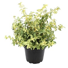 Бересклет El euonymus fort.harleq.17/25 tr