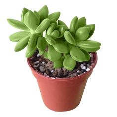 Пахифитум El pachyphytum comp.rose 6/5 tr