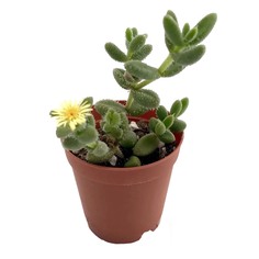 Делосперма El delosperma echin.coop.6/5 tr