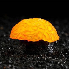 Декор для аквариума коралл faviidae, 5 х 2,5 см, силиконовый, оранжевый NO Brand