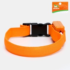 Ошейник светящийся узкий для небольших собак, оранжевый, 26 х 1,5 см Пижон