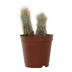 Эспостоа El espostoa lanata 6/5 tr