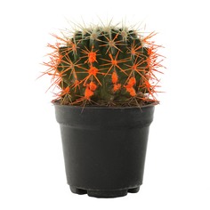 Кактус El cactus mix 8/6 tr