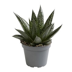 Алоэ Lundager aloe d.due 6/10 ldg