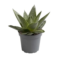 Алоэ Lundager aloe d.tiga 6/10 ldg