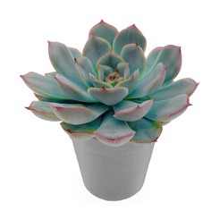 Эхеверия Lundager echeveria mars galaxy p6 ldg