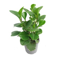 Пеперомия Lundager peper.obtusif.green 6/15 ldg