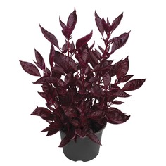 Ирезине БГРД cherry с1