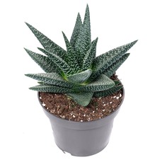 Хавортия Lundager haworthia fas concolor 6/10 ldg