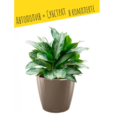 Товары для дачи и сада Lechuza Настольное кашпо с автополивом CLassico 35 LS с субстратом 34.5х32.5 см 13 л