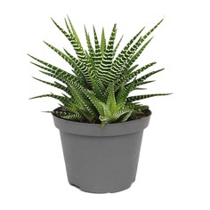 Хавортия Lundager haworthia mix 6/10 ldg